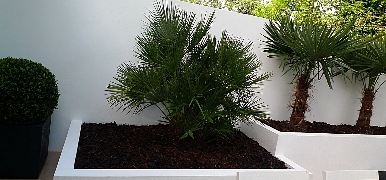 Modern Urban London Garden Design limestone paving white raised beds black decking architectural planting (9)