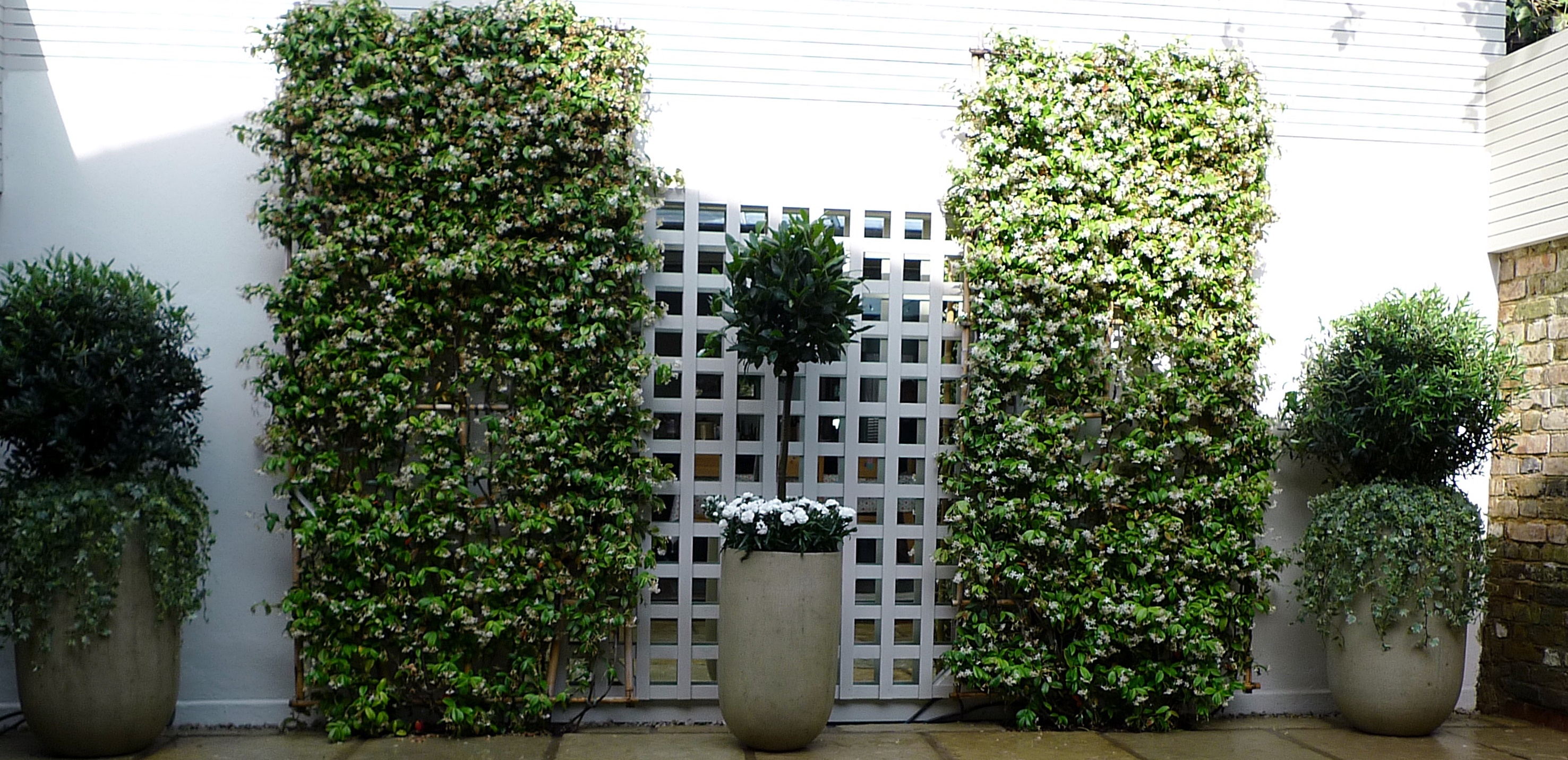 Architectural  low maintenance topiary London Chelsea Fulham planting