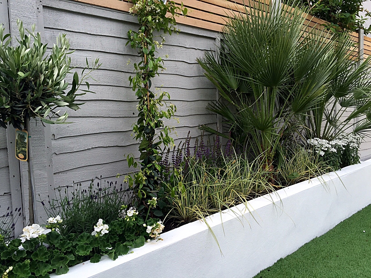 Render walls planting small garden design painted fence London